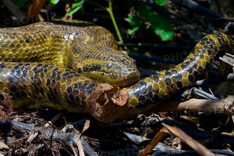 Yellow anaconda