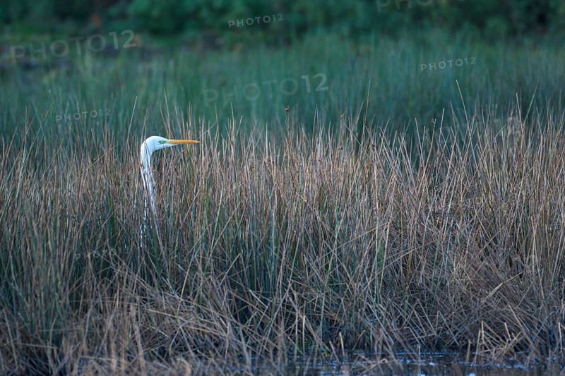 Great egret
