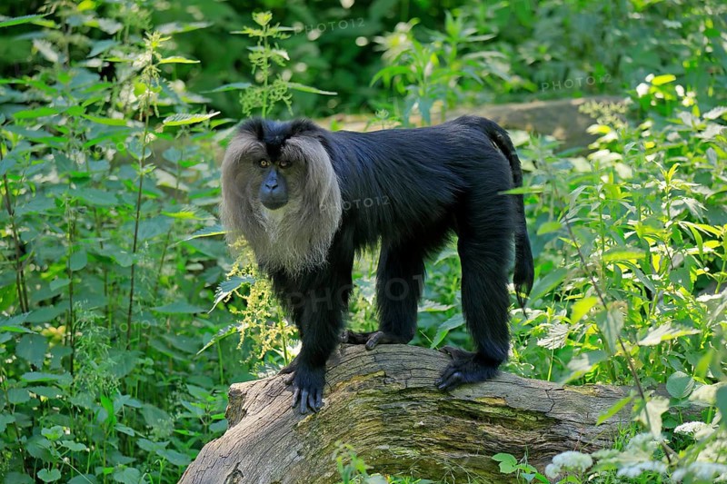 Lion-tailed macaque