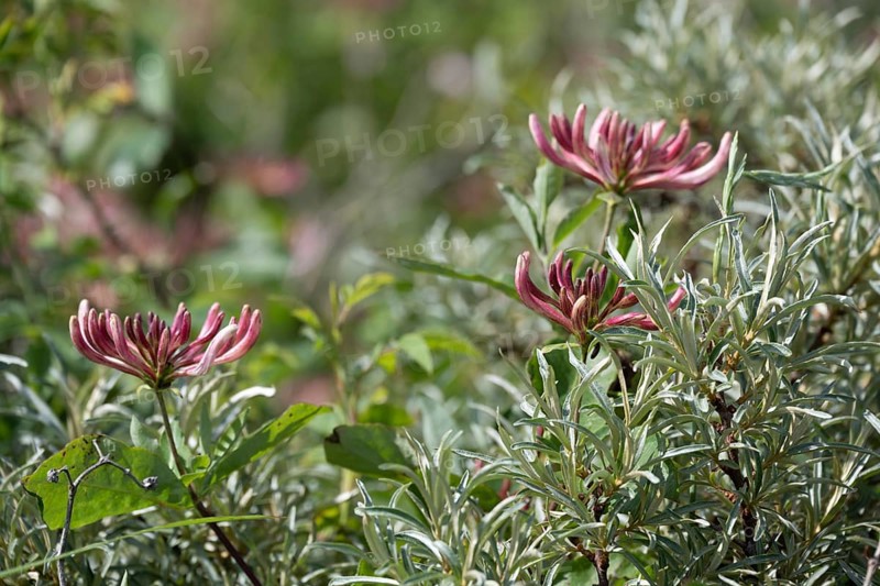 Flowering forest honeysuckle