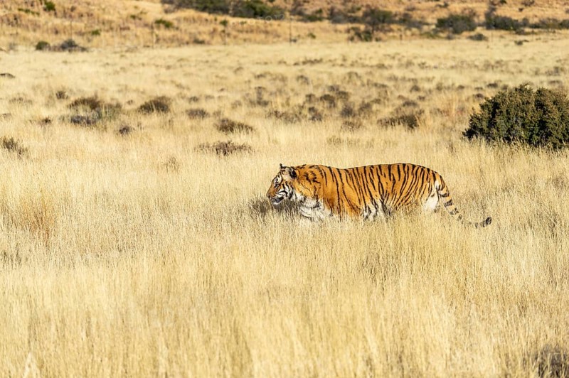 Bengal tiger
