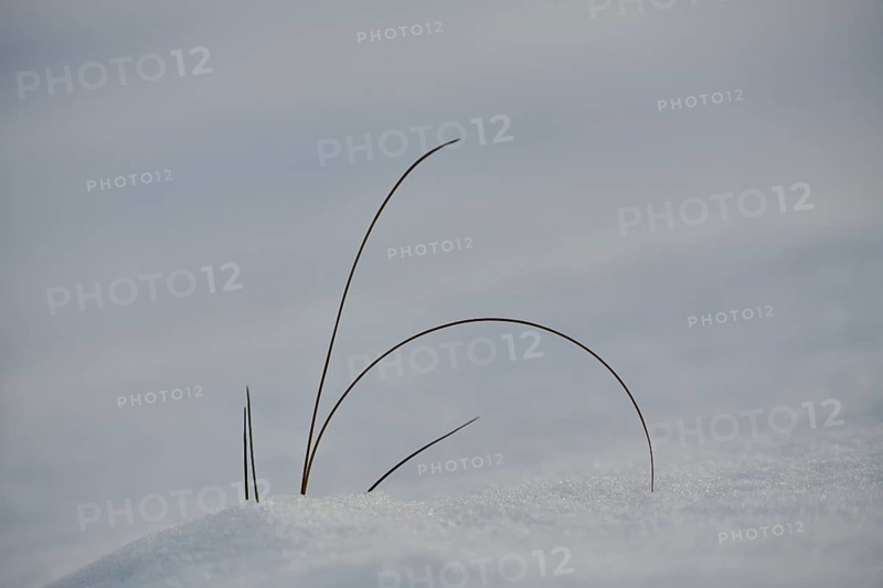 Blades of grass growing out of the snow