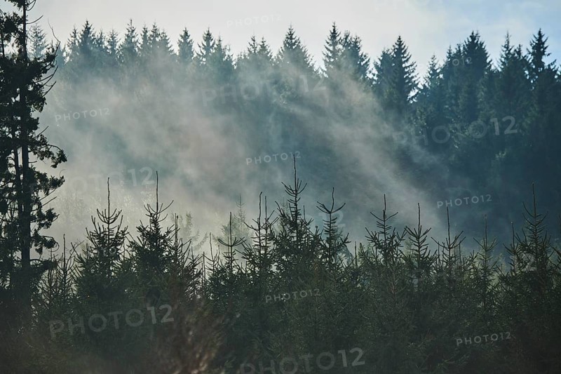 Fog flying over young Norway spruce