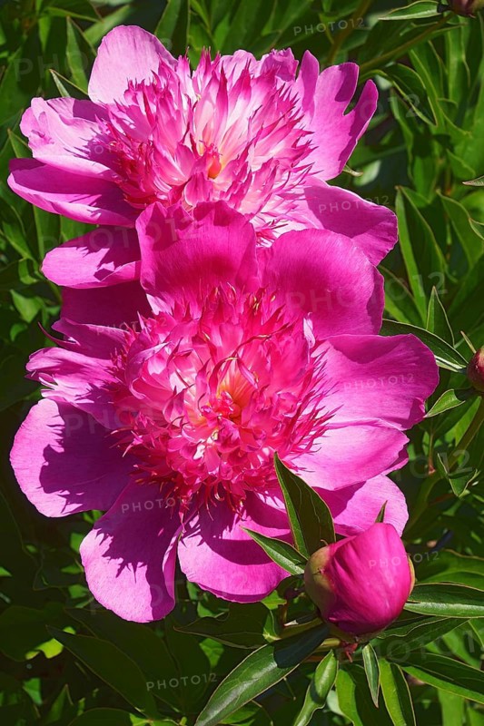 Chinese hybrid peony