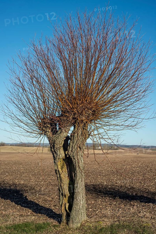 Scanian willows