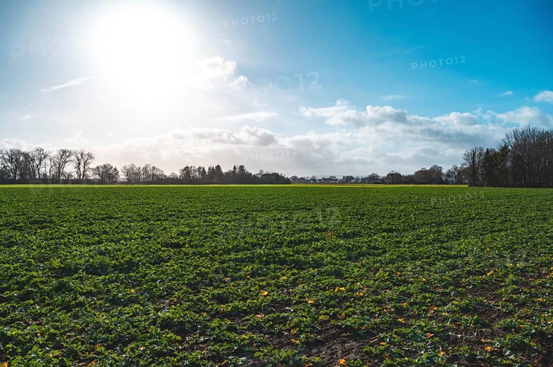 Field with winter rape