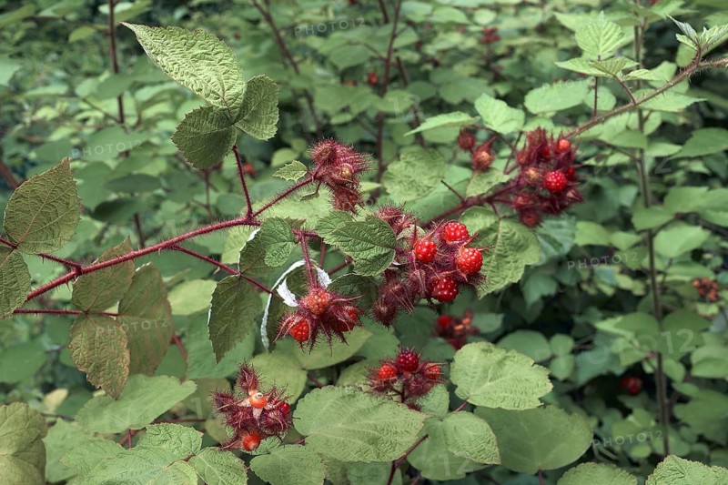 Wine Raspberry