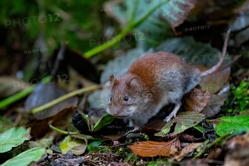 A bank vole
