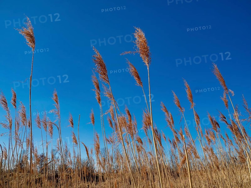 Common reed