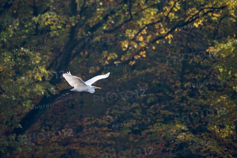 Great egret