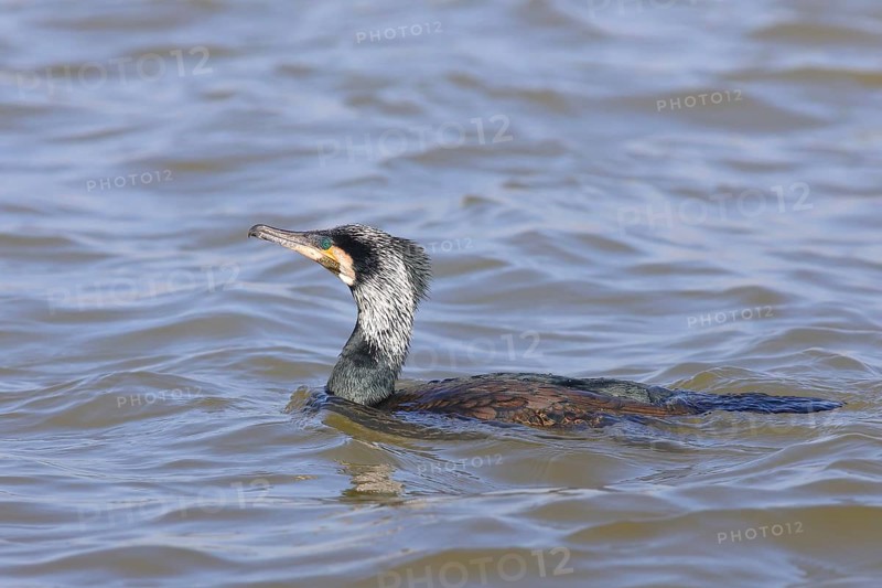 Great Cormorant