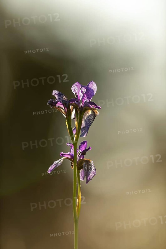 Siberian iris