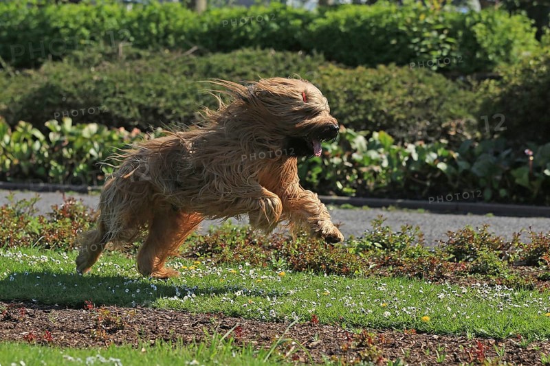 Briard jumping
