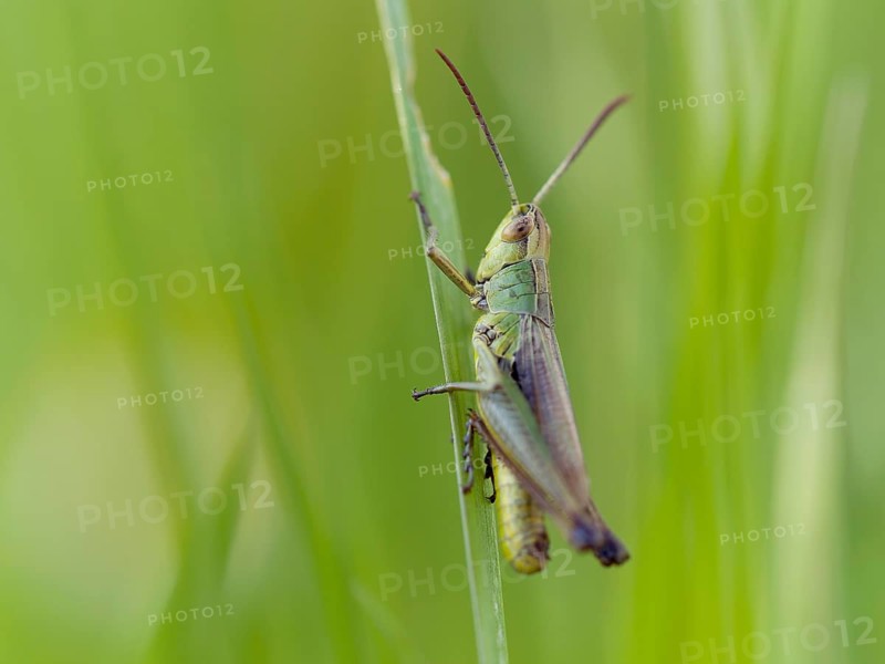 Meadow grasshopper