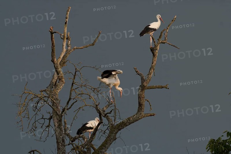 White stork