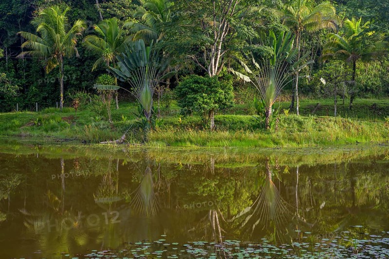 Palm trees reflected in the lake below Laguna del Lagarto Eco-Lodge