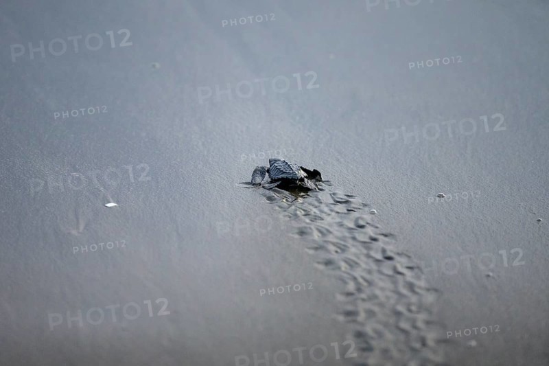 Newly hatched olive ridley sea turtle