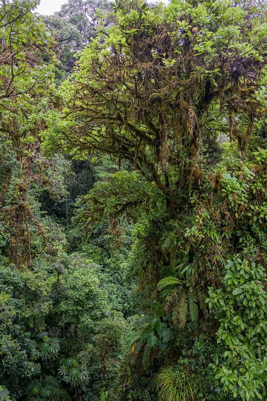 Rainforest in Selvatura Park seen from a suspension bridge