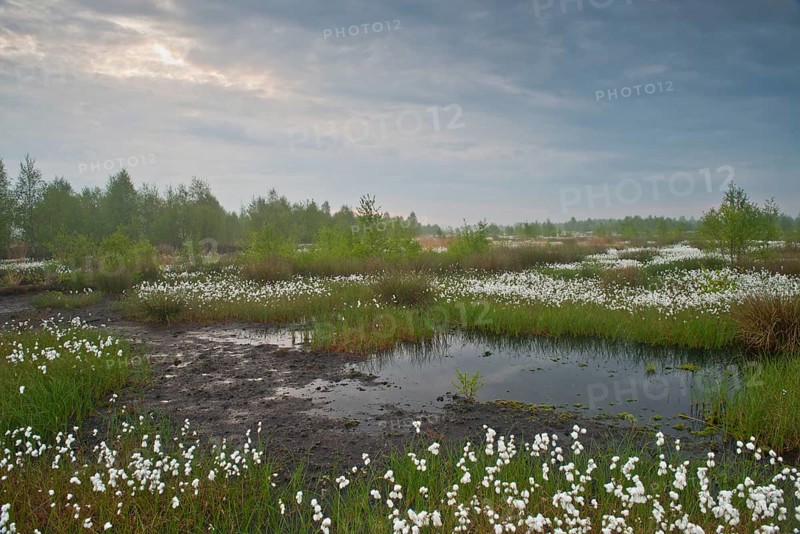 Bog landscape with common cottongrass