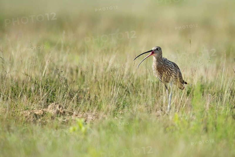 Curlew