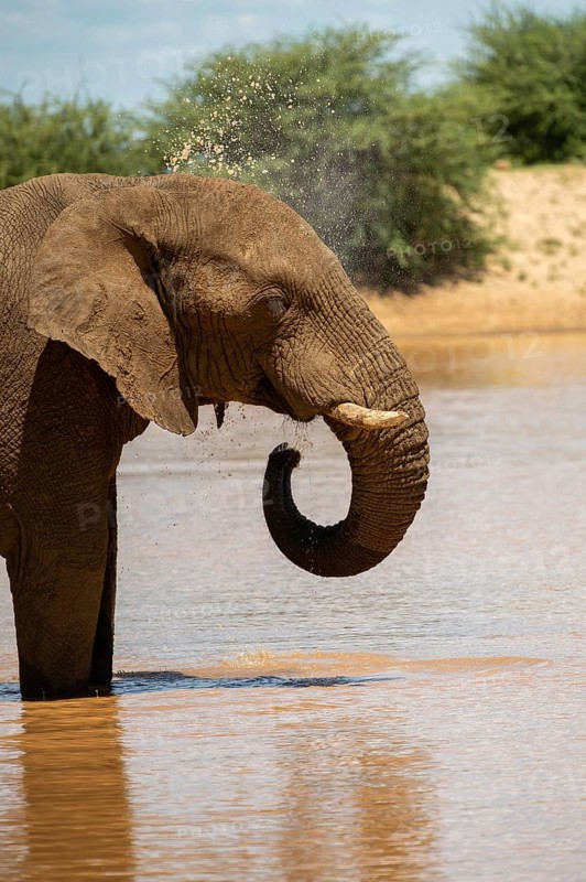 African elephant