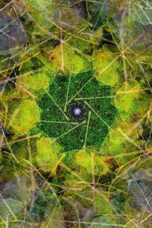 Leaves on the forest floor