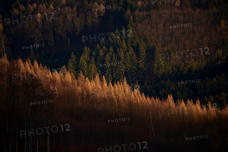Spotlight from the sun onEuropean larch