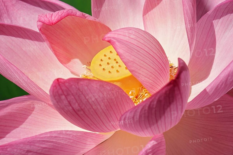 Sacred lotus