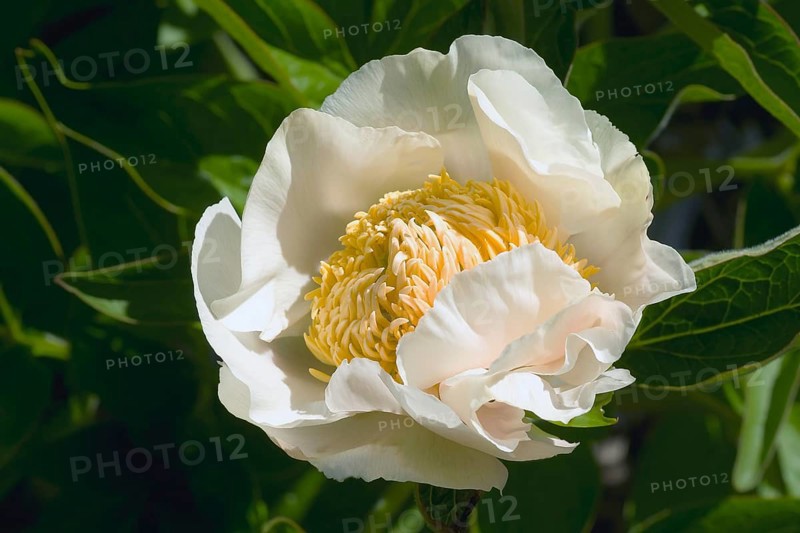 White Innocence hybrid peony