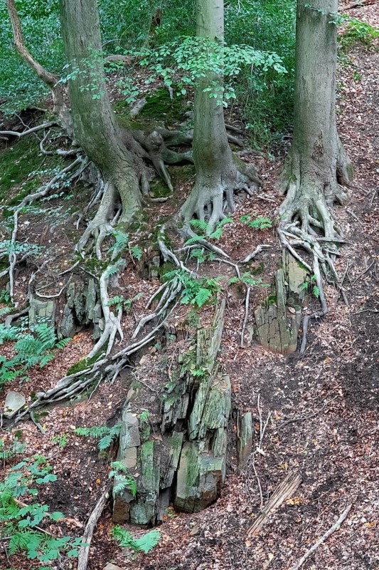 Beech roots reach into the soil