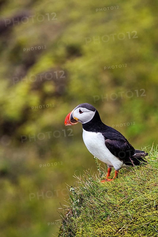 Single puffin