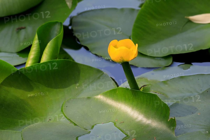Yellow water-lily