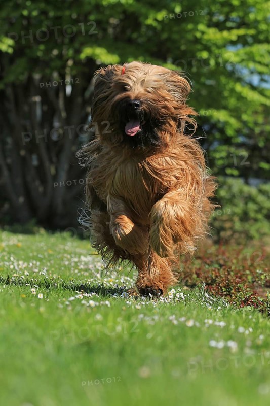 Briard jumping