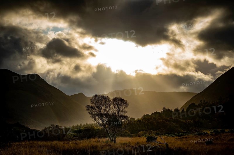 Single tree backlit in autumn landscape