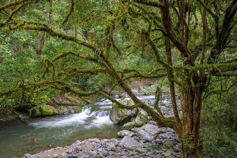 Forest on the Rio Savegre