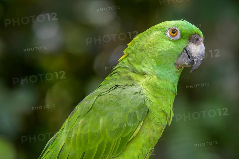 Southern mealy amazon
