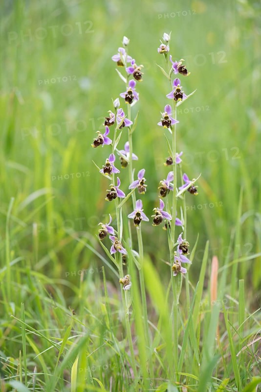 Late spider-orchid