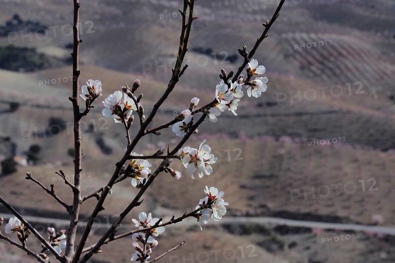 Flowering branch of almond tree