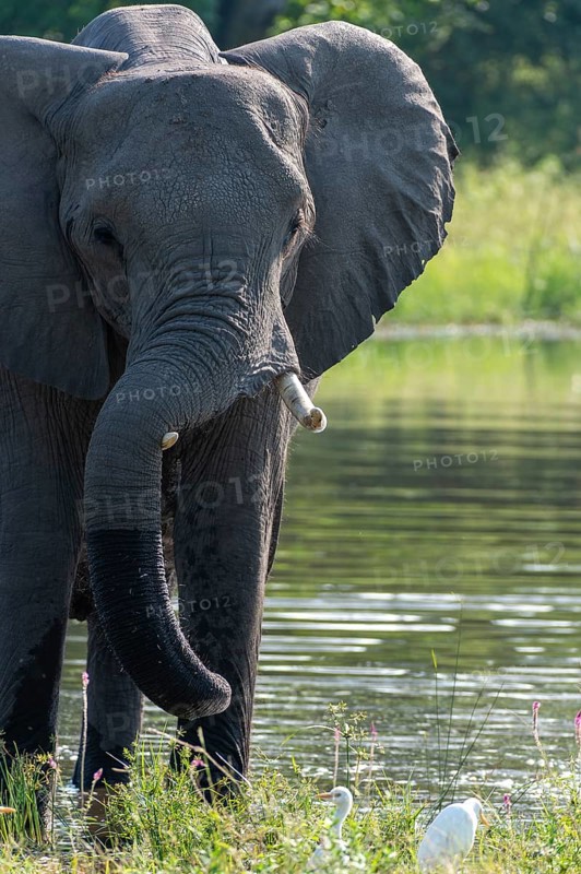 African elephant