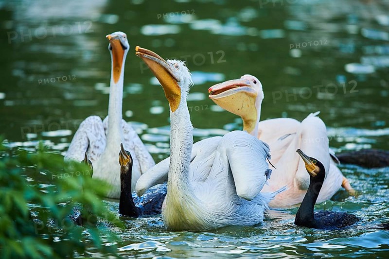 Dalmatian pelican