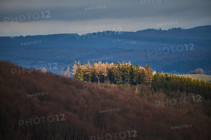 Spotlight from the sun on Norway spruce