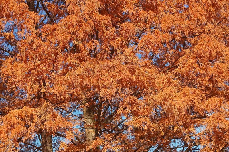 National Dawn redwood