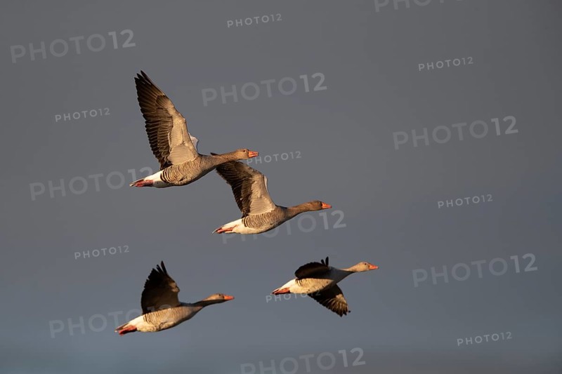 Greylag geese in relay flight in the evening sun