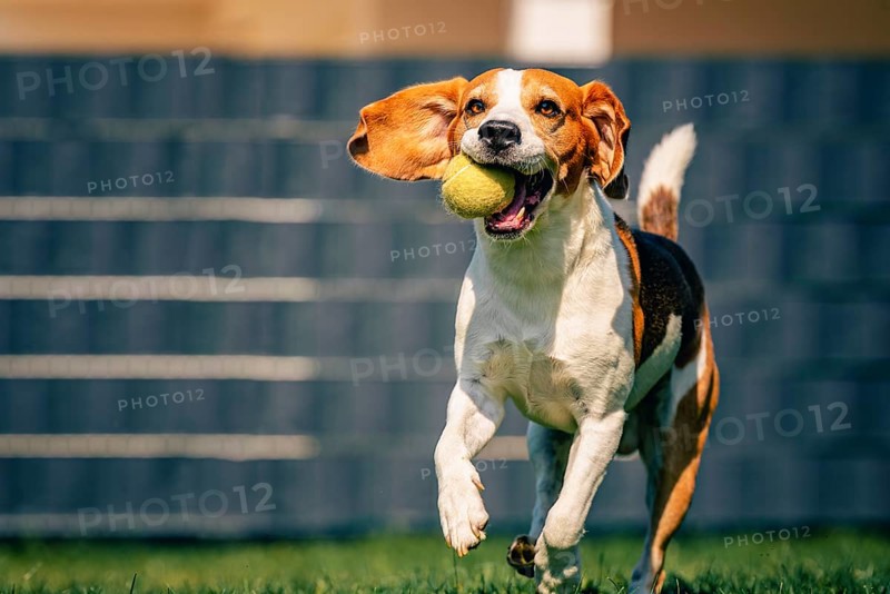Beagle dog fun in backyard