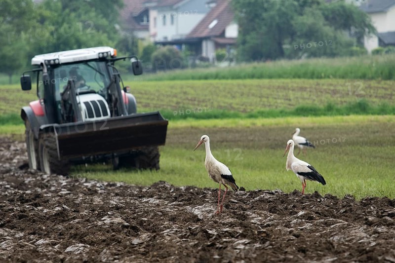 White stork
