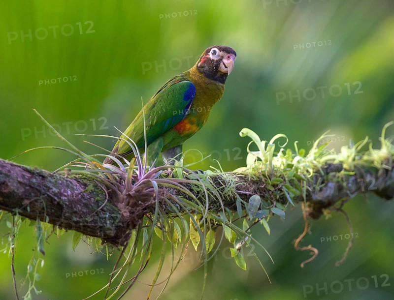 Brown-hooded parrot