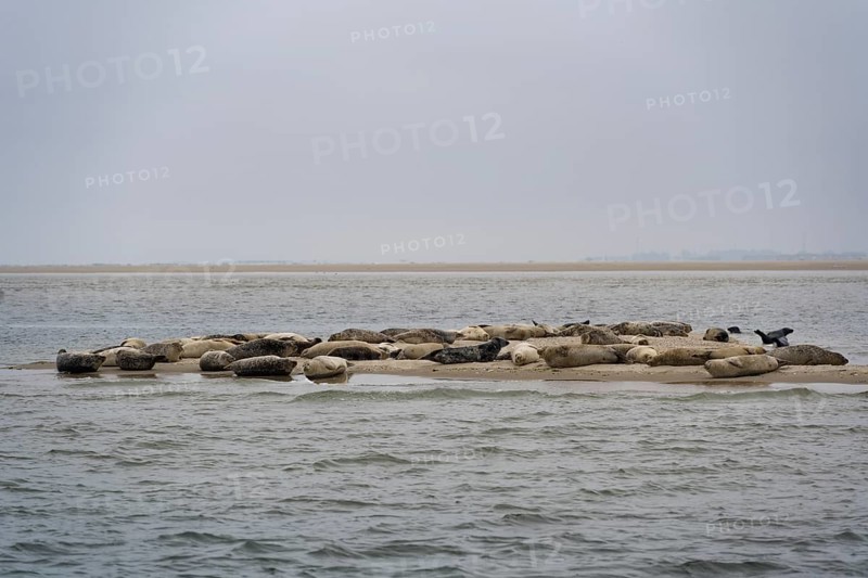 Grey seals
