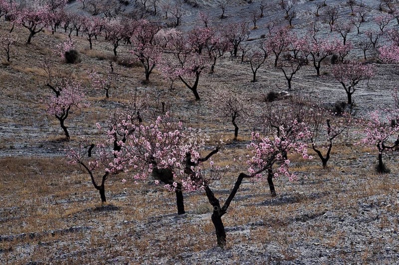 Blossoming almond trees at the beginning of flowering