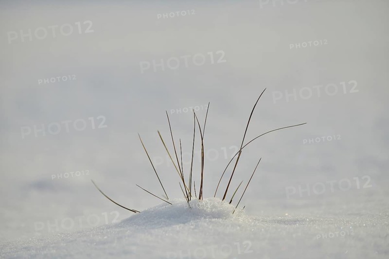 Blades of grass growing out of the snow