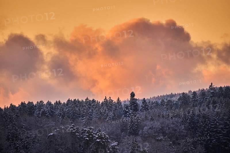 Colored Clouds above a Norway spruce